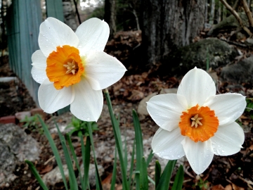 daffodils