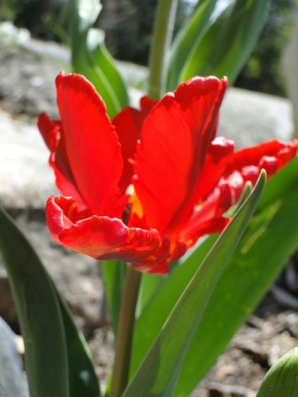 bright red tulip