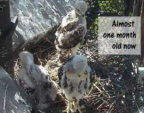 three baby hawks