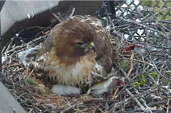 Mom on babies in nest