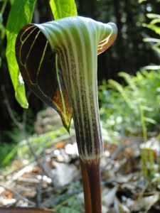 jack in the pulpit jack in the pulpit flower