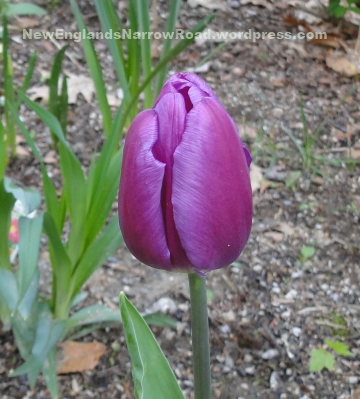 purple tulip purple tulip photo