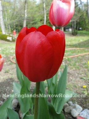 blog red tulip red tulips