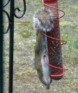 squirrel acrobatics squirrel eating