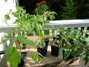 little tomato plants