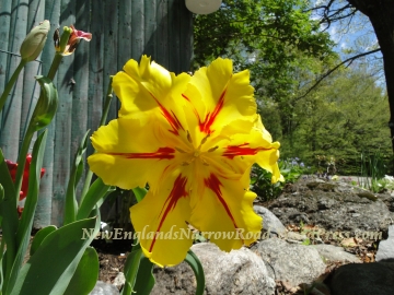 yellow tulip yellow frilly tulip