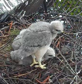 baby hawk in nest