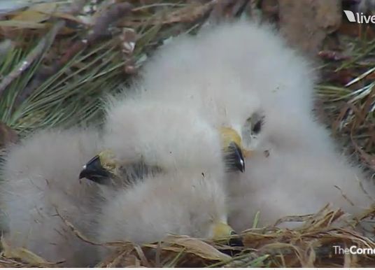baby hawks