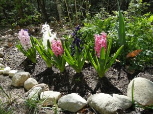 Hyacinth flowers