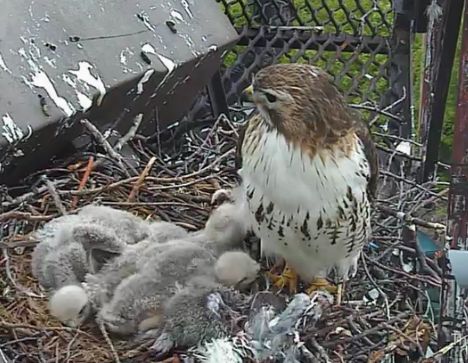 hawk babies and mom in nest