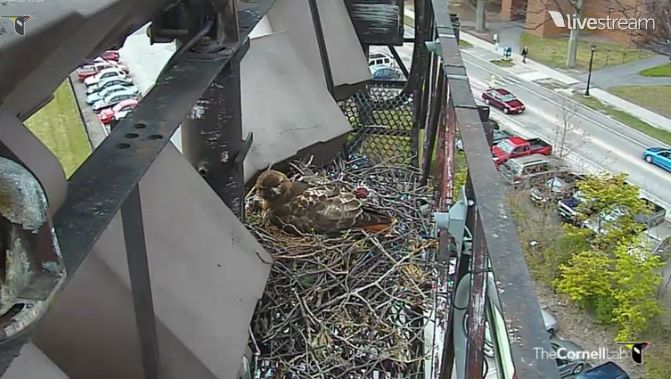 height of hawk cam on nest