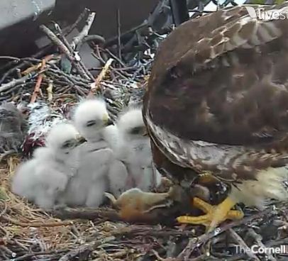 Baby hawks lined up to be fed
