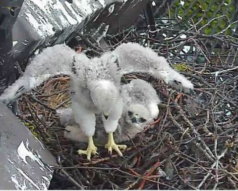 baby hawk wings