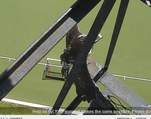 hawk wings wingspan hawk