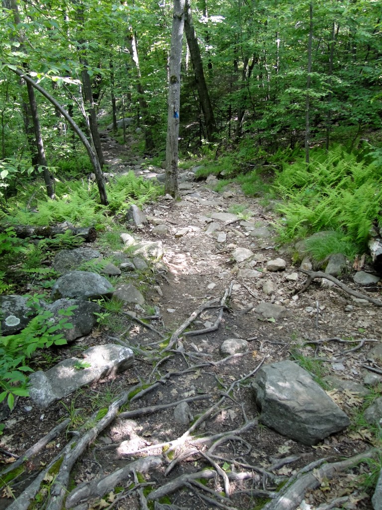 The Blue Trail goes through the woods