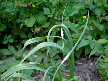 garlic scape