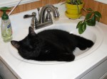 cat in sink