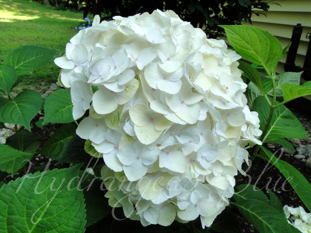 white hydrangea flower white hydrangea blushing bride