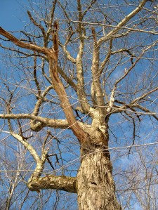 tree branches in winter