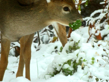 little deer in the garden