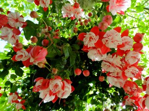 pink fuchsia hanging basket