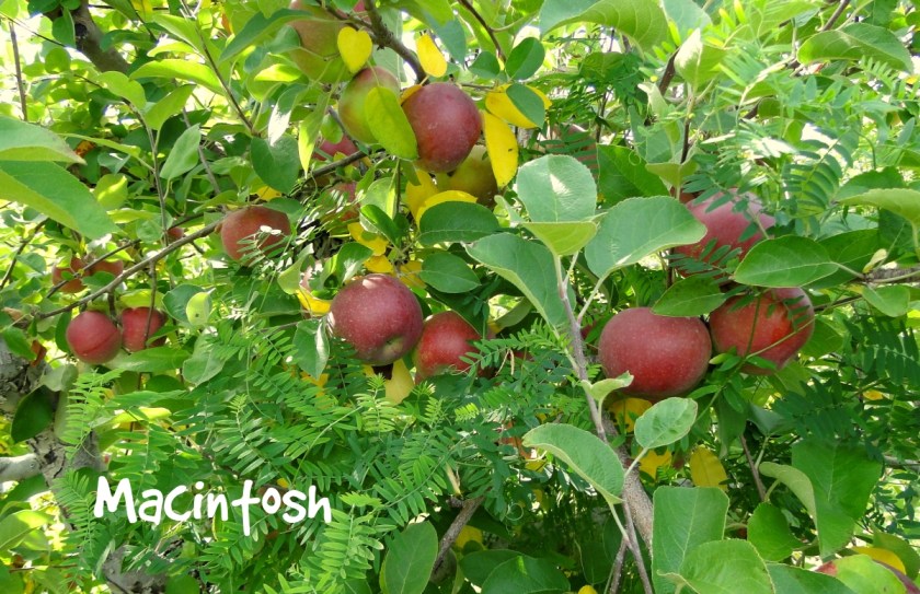 macintosh apples on tree