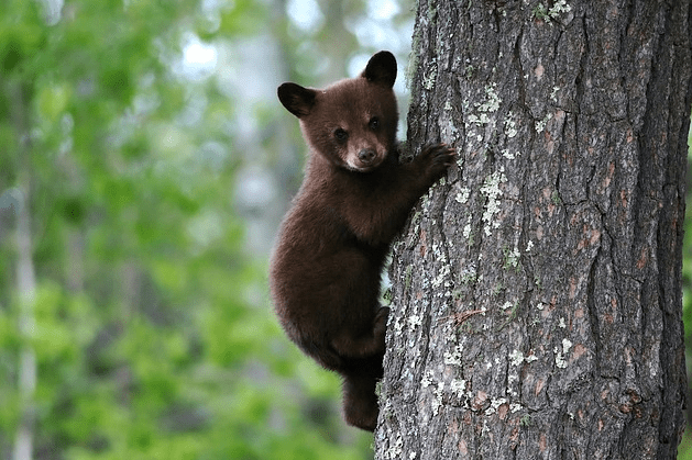 bear cub in a tree