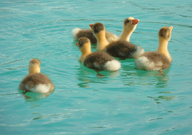 fluffy baby geese swimming