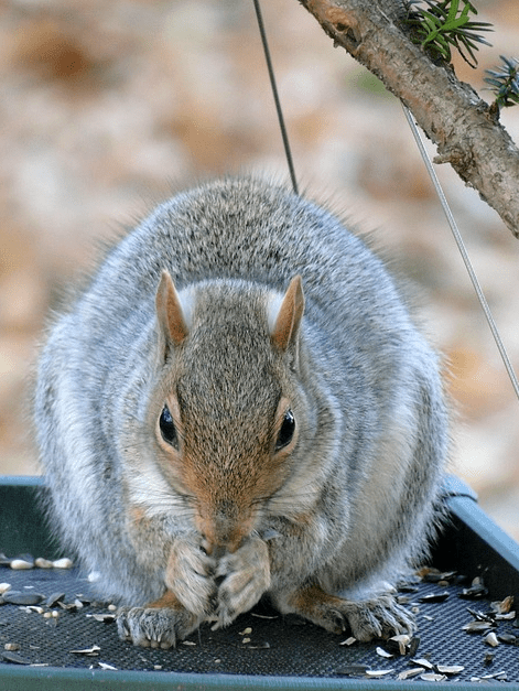 gray squirrel eating