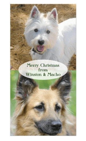 christmas cards from the pets