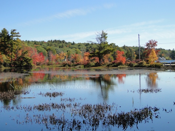 fall foliage by a lake