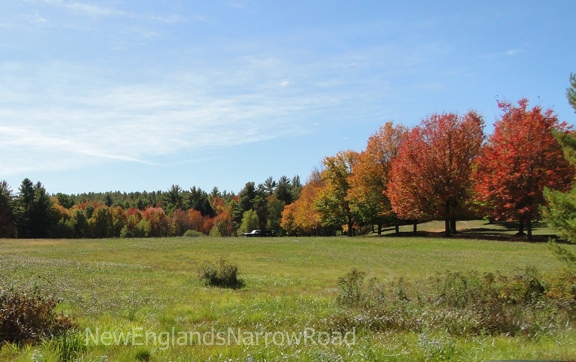 fall foliage, trees in a field 