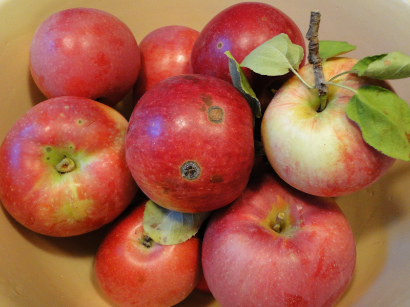 macintosh apples