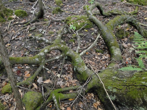 tangled tree roots in forest