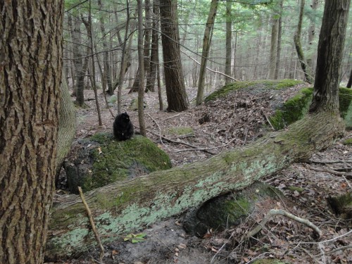 black cat in woods on rock