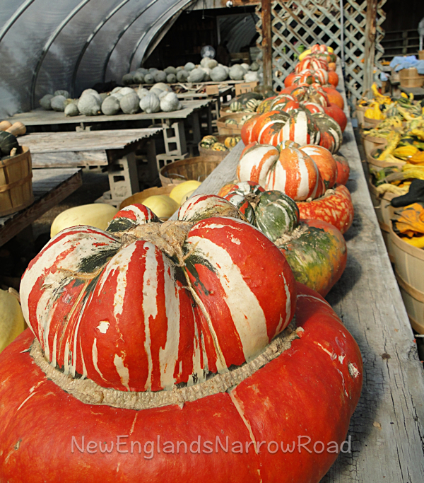orange squash farm table