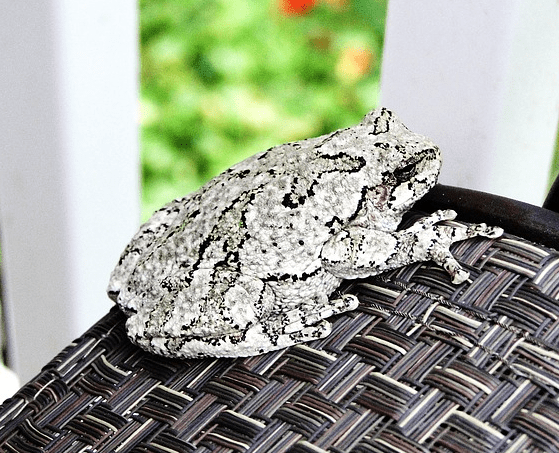 gray tree frog