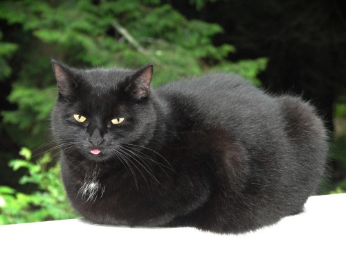 black cat tongue
