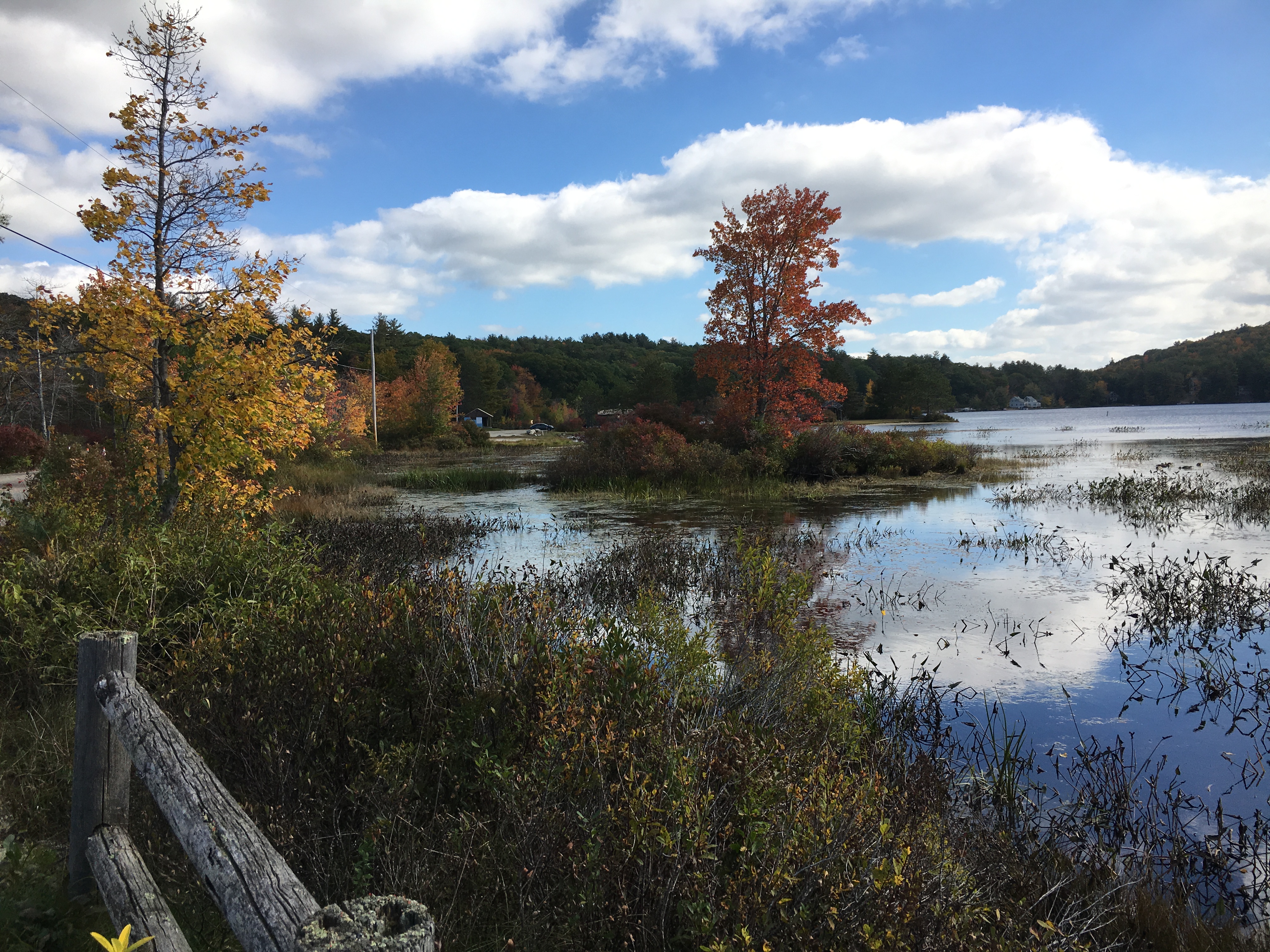 Gregg Lake foliage and water