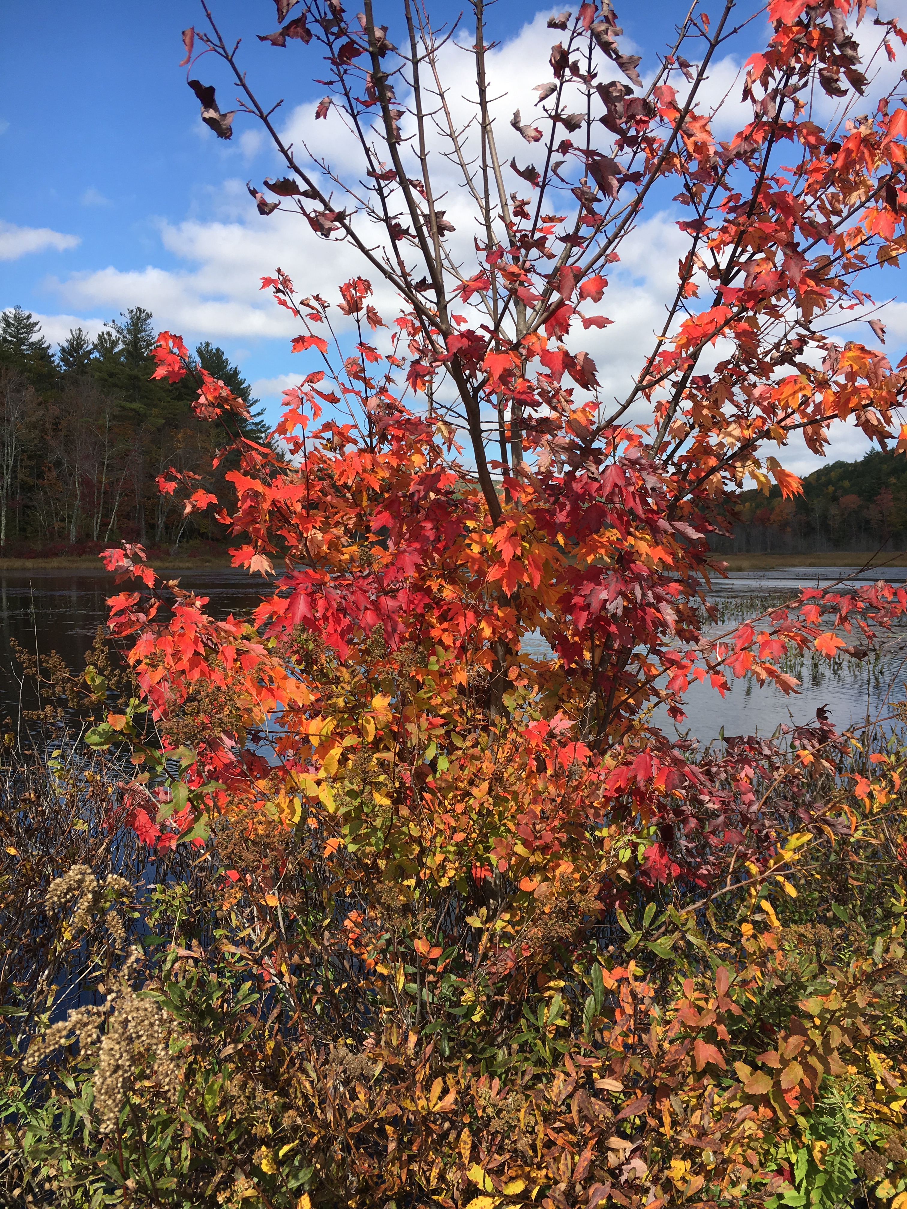 bright red leaves