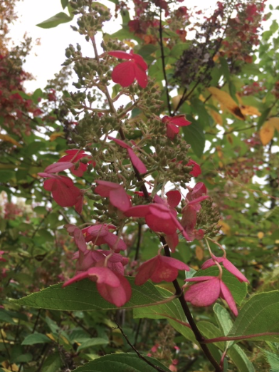 Pinky Winky hydrangea flowers