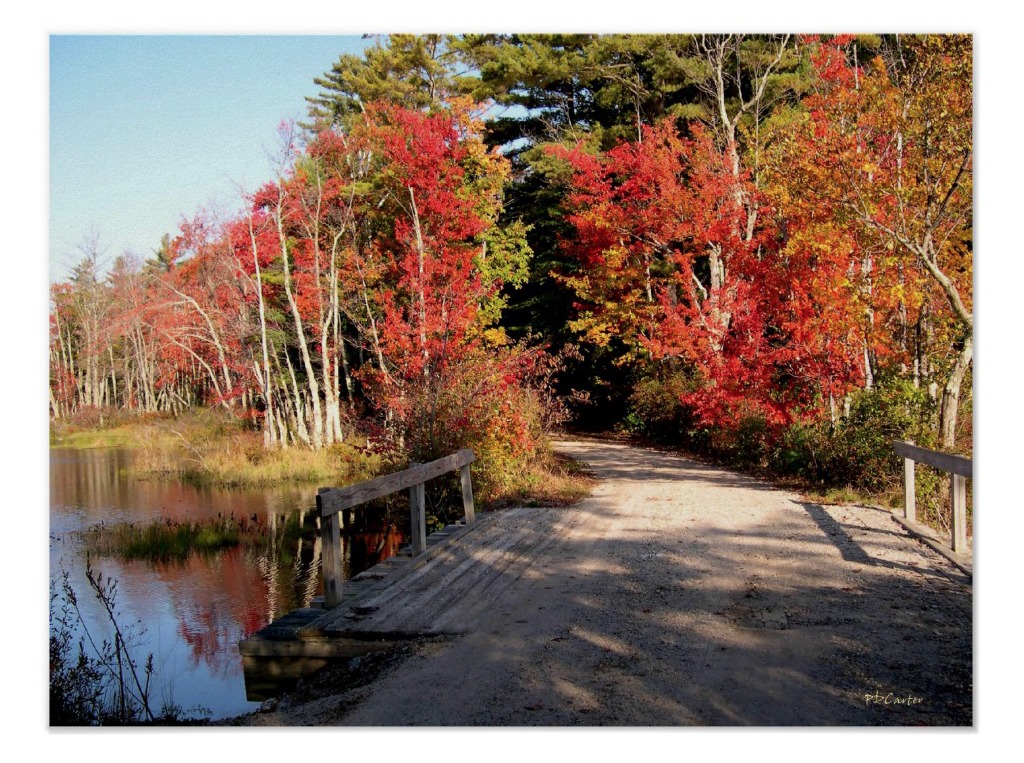 Fall foliage and wooden bridge postcard