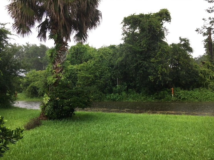Florida standing water lawn palm tree