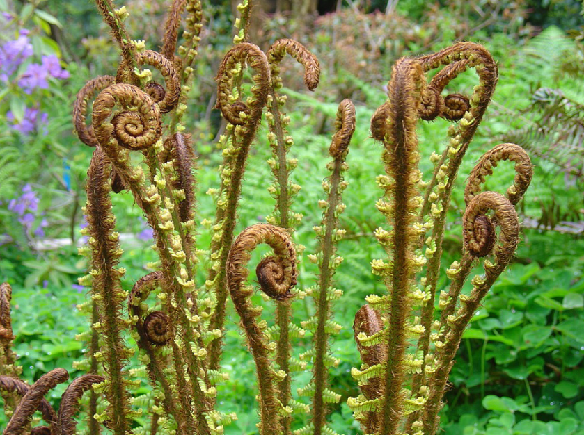 fiddle leaf fern