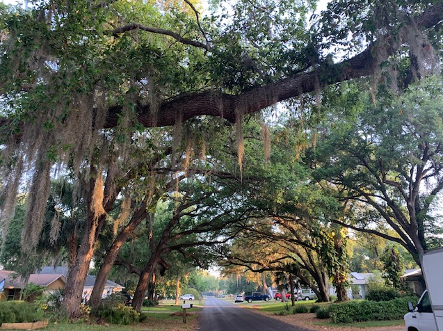 Florida oak trees