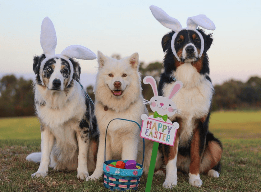 Easter dogs