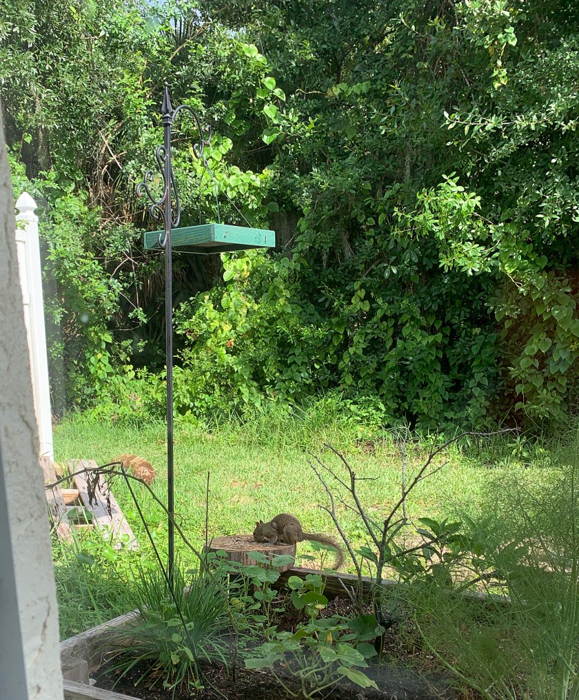 Feeding the birds and a squirrel