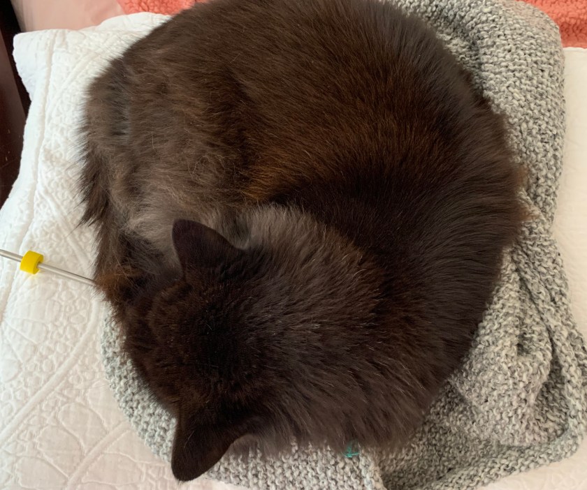 cat curled up on hand knit sweater in progress
