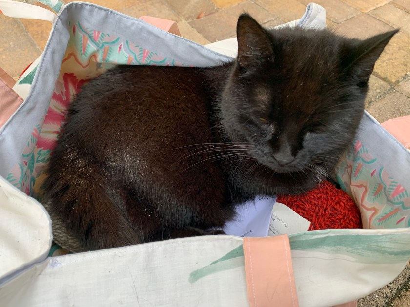 My cat napping inside my knitting bag