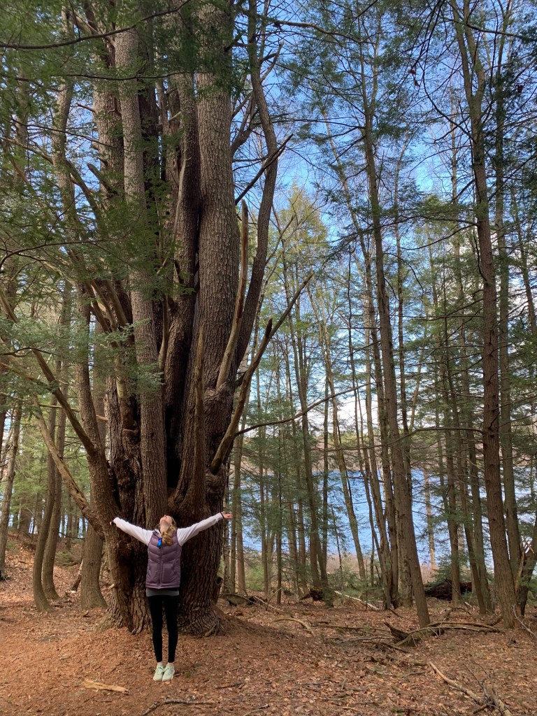 Pine tree along trail by McDowell Dam
